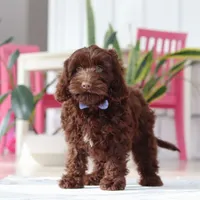 Finn, a male Cockapoo for sale in Millersburg, OH – Photo 4 of 7