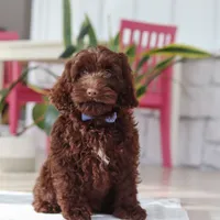 Finn, a male Cockapoo for sale in Millersburg, OH – Photo 2 of 7
