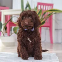 Finn, a male Cockapoo for sale in Millersburg, OH – Photo 5 of 7
