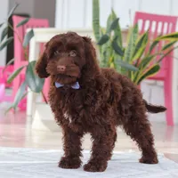 Finn, a male Cockapoo for sale in Millersburg, OH – Photo 6 of 7