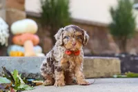 Huckleberry, a male Cavapoo for sale in Millersburg, OH – 7 of 7