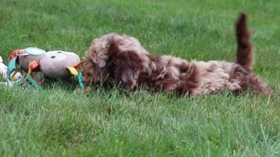 Quinton, a male Cockapoo for sale in Millersburg, OH – 6 of 6