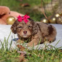 Sadie, a female Cockapoo for sale in Millersburg, OH – Photo 3 of 4