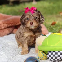 Sadie, a female Cockapoo for sale in Millersburg, OH – Photo 1 of 4