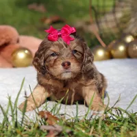 Sadie, a female Cockapoo for sale in Millersburg, OH – Photo 2 of 4