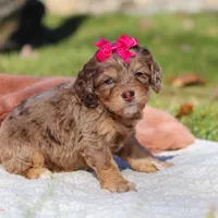 Sadie, a female Cockapoo for sale in Millersburg, OH – Photo 4 of 4