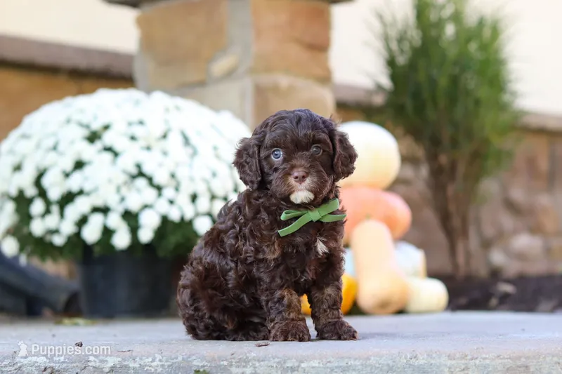 Copper – Cavapoo puppy for sale in Millersburg, OH
