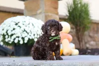 Copper, a male Cavapoo for sale in Millersburg, OH – 1 of 7