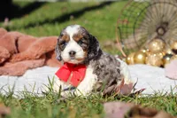 Toby, a male Cockapoo for sale in Millersburg, OH – Photo 3 of 8
