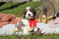 Toby, a male Cockapoo for sale in Millersburg, OH – Photo 5 of 8