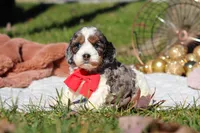 Toby, a male Cockapoo for sale in Millersburg, OH – Photo 6 of 8