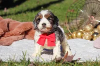 Toby, a male Cockapoo for sale in Millersburg, OH – Photo 8 of 8