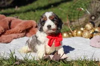 Toby, a male Cockapoo for sale in Millersburg, OH – Photo 7 of 8