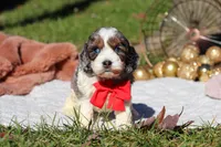 Toby, a male Cockapoo for sale in Millersburg, OH – Photo 4 of 8
