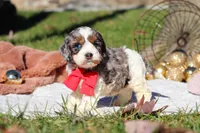 Toby, a male Cockapoo for sale in Millersburg, OH – Photo 2 of 8