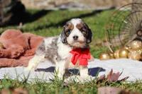 Toby, a male Cockapoo for sale in Millersburg, OH – Photo 1 of 8