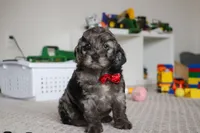 Frosty, a male Cockapoo for sale in Millersburg, OH – Photo 5 of 5