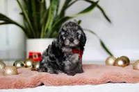 Frosty, a male Cockapoo for sale in Millersburg, OH – Photo 1 of 5