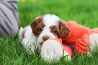 Stella, a female Cockapoo for sale in Millersburg, OH – Photo 6 of 6