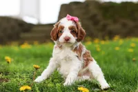 Stella, a female Cockapoo for sale in Millersburg, OH – Photo 5 of 6