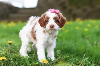 Stella, a female Cockapoo for sale in Millersburg, OH – Photo 2 of 6