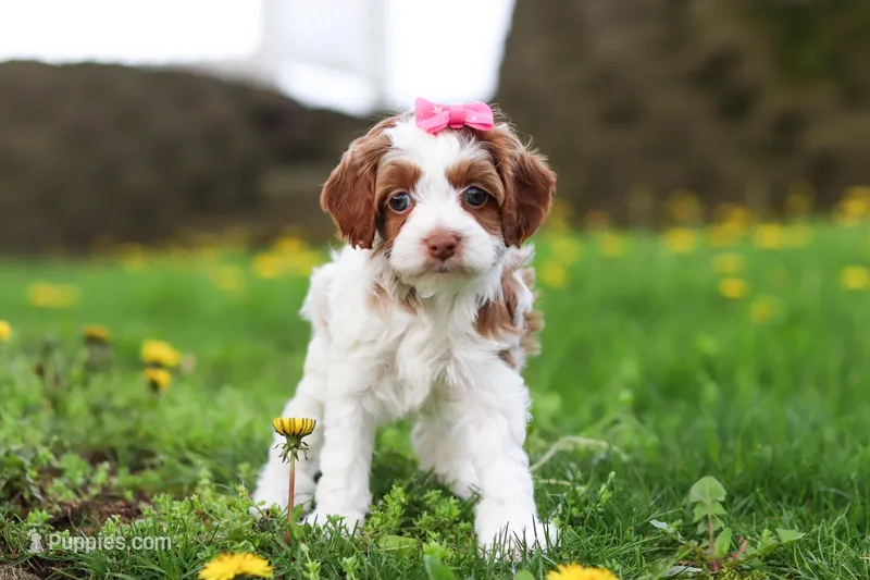 Stella – Cockapoo puppy for sale in Millersburg, OH