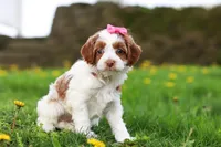 Stella, a female Cockapoo for sale in Millersburg, OH – Photo 4 of 6