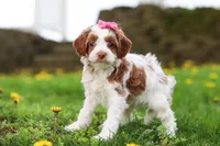 Stella, a female Cockapoo for sale in Millersburg, OH – Photo 3 of 6