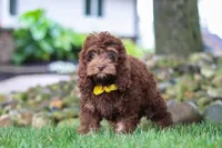 Atlas, a male Cockapoo for sale in Millersburg, OH – 4 of 6