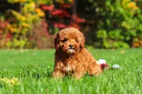 Willow, a female Cockapoo for sale in Millersburg, OH – 3 of 10