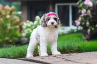 Nicole, a female Cockapoo for sale in Millersburg, OH – 7 of 8