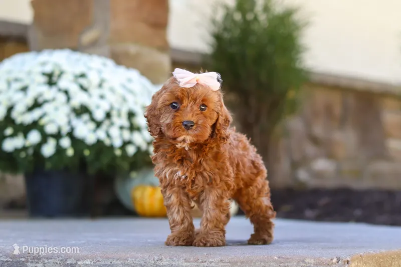 Goldie – Cockapoo puppy for sale in Millersburg, OH