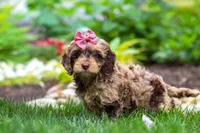 Nova, a female Cockapoo for sale in Millersburg, OH – 2 of 6