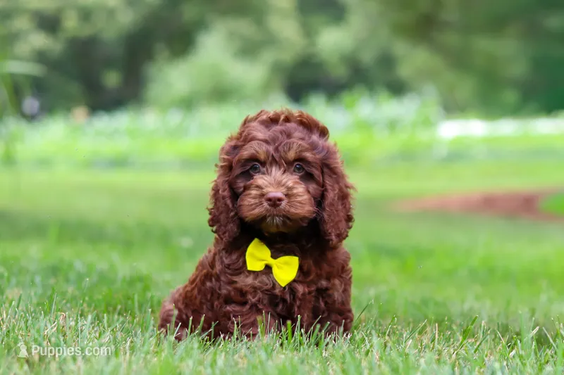 Atlas – Cockapoo puppy for sale in Millersburg, OH