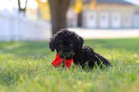 Paxton, a male Cavapoo for sale in Millersburg, OH – 6 of 7