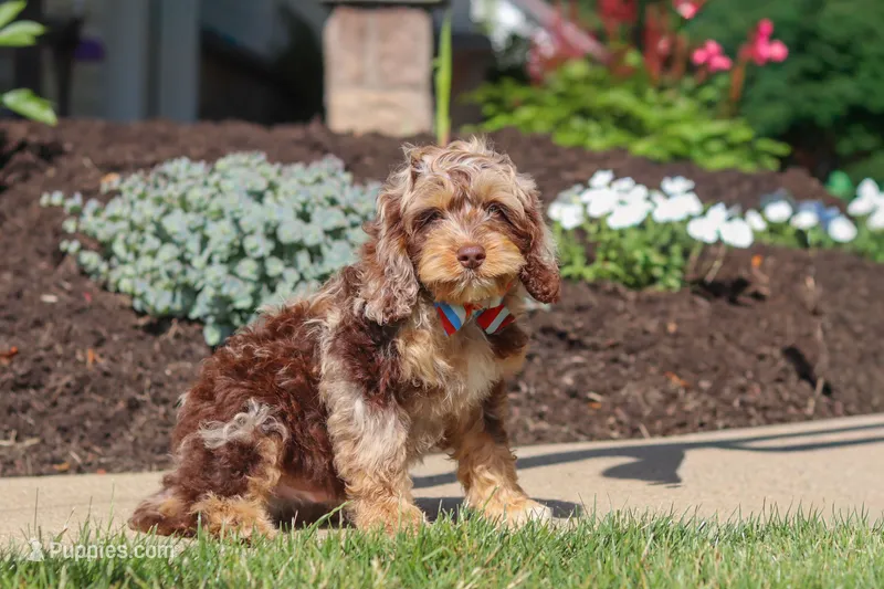 Maverick – Cockapoo puppy for sale in Millersburg, OH