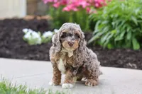 Hudson, a male Cockapoo for sale in Millersburg, OH – 5 of 8