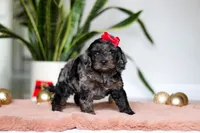 Noelle, a female Cockapoo for sale in Millersburg, OH – Photo 1 of 5
