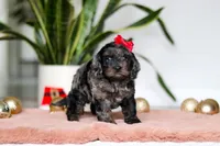 Noelle, a female Cockapoo for sale in Millersburg, OH – Photo 3 of 5