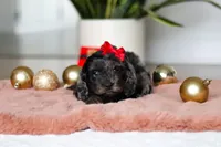 Noelle, a female Cockapoo for sale in Millersburg, OH – Photo 5 of 5