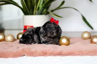 Noelle, a female Cockapoo for sale in Millersburg, OH – Photo 4 of 5