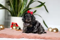 Noelle, a female Cockapoo for sale in Millersburg, OH – Photo 2 of 5