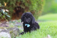 Vince, a male Cavapoo for sale in Millersburg, OH – 10 of 10