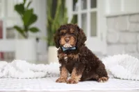 Theodore, a male Cockapoo for sale in Millersburg, OH – 2 of 8
