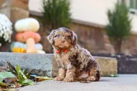 Huckleberry, a male Cavapoo for sale in Millersburg, OH – 6 of 7