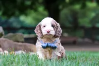 Oakley, a male Cockapoo for sale in Millersburg, OH – 5 of 8