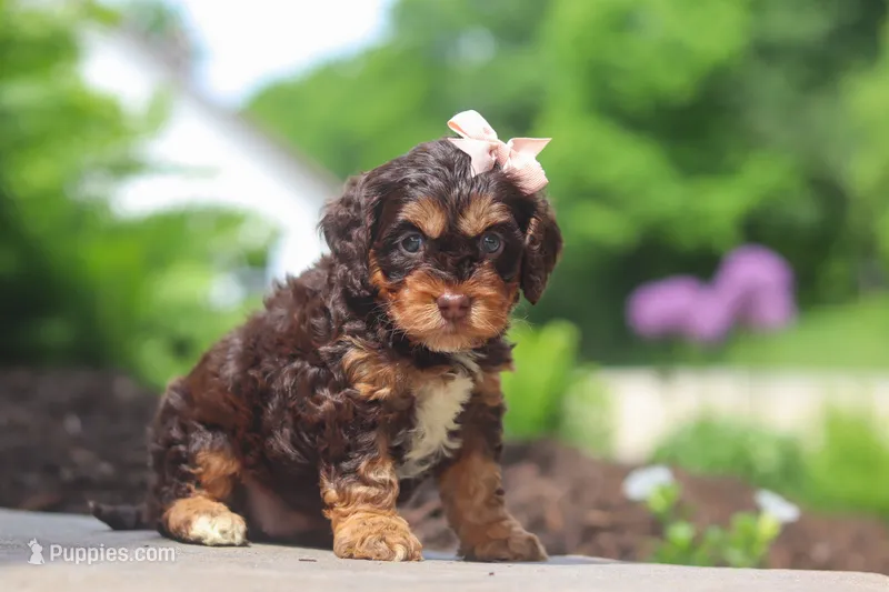 Rose – Cockapoo puppy for sale in Millersburg, OH