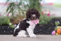 Aleah, a female Cockapoo for sale in Millersburg, OH – 4 of 6