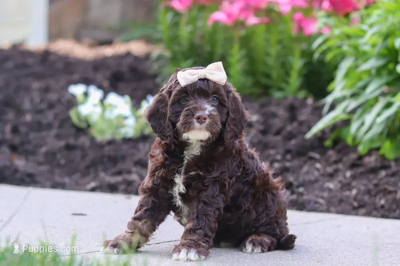 Sylvia – Cockapoo puppy for sale in Millersburg, OH