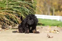 Easton, a male Cavapoo for sale in Millersburg, OH – 3 of 5